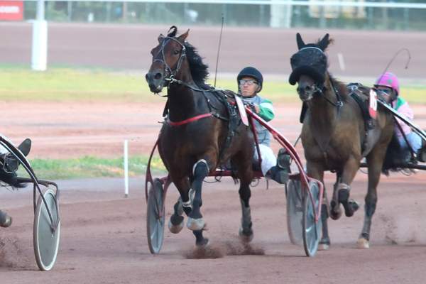 Photo de KOMEO DU DOME cheval de TROT ATTELE