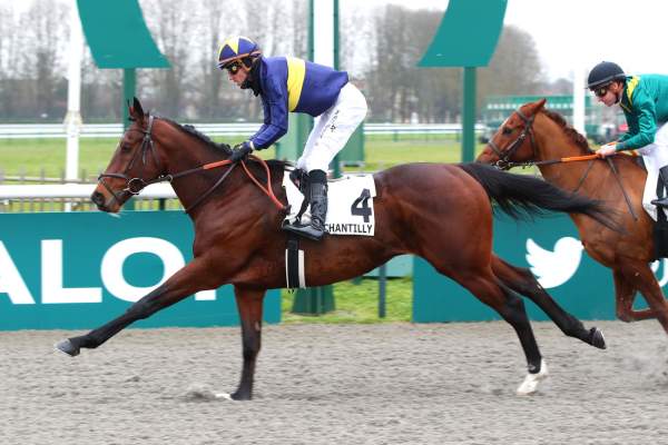 Photo de CHESS cheval de PLAT