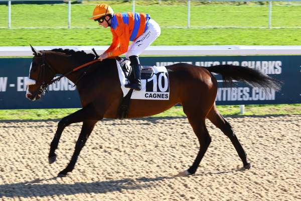 Photo de LAVENDIN cheval de PLAT