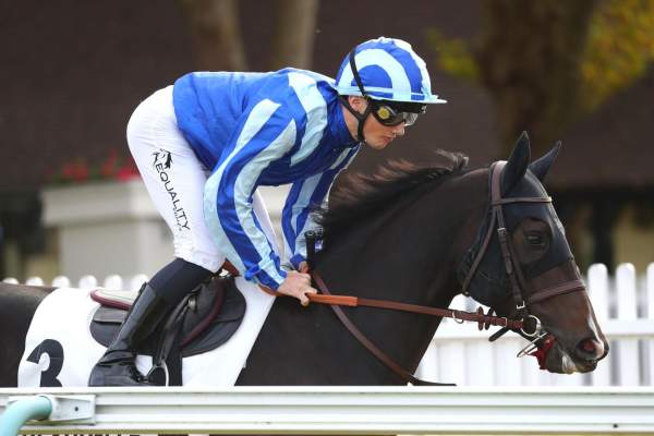 Photo de DENNIS THE MENACE cheval de PLAT
