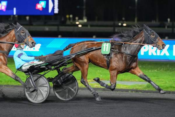 Photo de NO LIMIT DELO cheval de TROT ATTELE