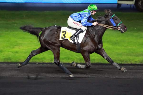 Photo de KASANGA cheval de TROT MONTE