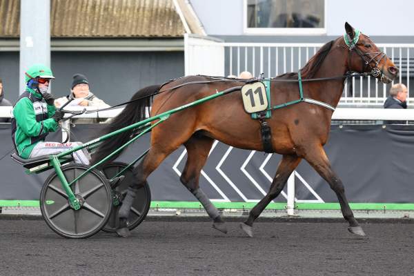 Photo de NINEPOINTS LASSE cheval de TROT ATTELE
