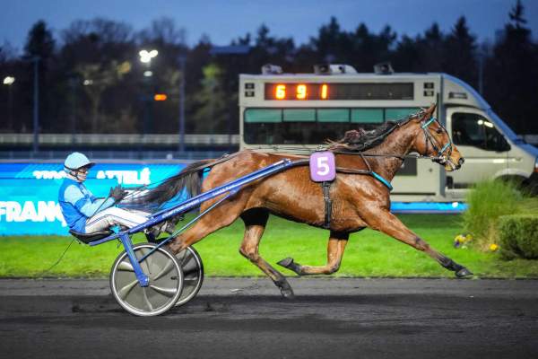 Photo de LIBERTE DE CHOISEL cheval de TROT ATTELE