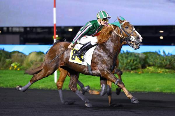 Photo de JEROBOAM D'ERABLE cheval de TROT MONTE