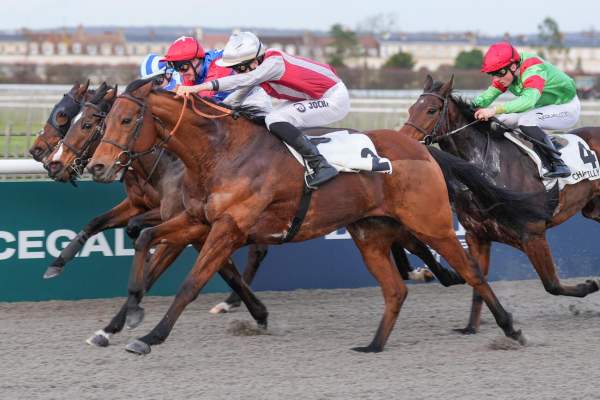 Photo de WOFF cheval de PLAT