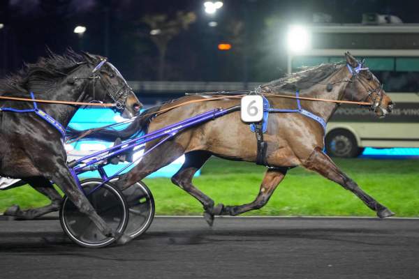 Photo de ISLA cheval de TROT ATTELE
