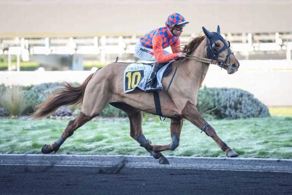 Photo de NIKITA DES CHARMES cheval de TROT MONTE