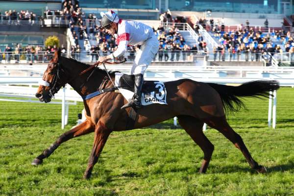 Photo de L'OREE DES BLAISES cheval de HAIES