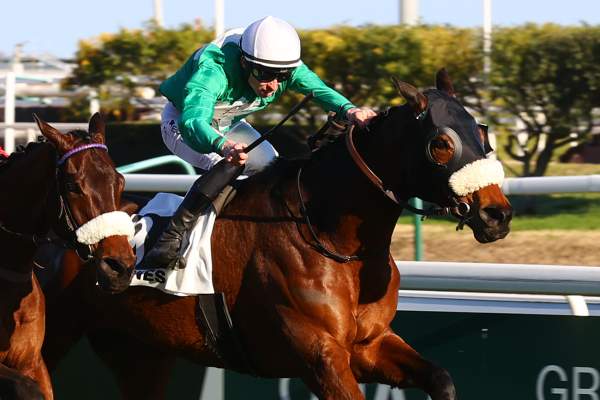 Photo de SAINT LANGIS cheval de PLAT