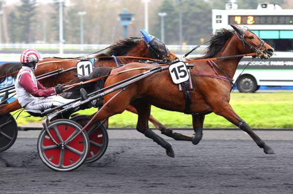Photo de MAGIC NIGHT cheval de TROT ATTELE