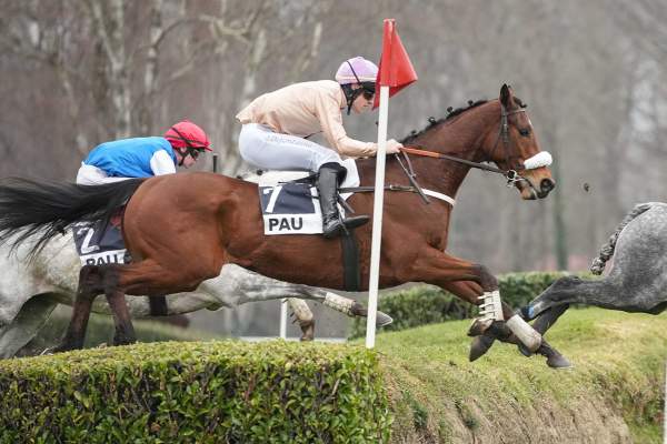 Photo de NICAR DEL AVIGNON cheval de CROSS