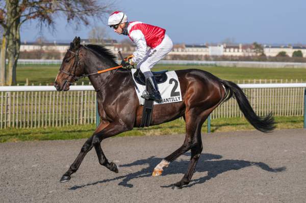 Photo de NORMANDY MAN cheval de PLAT