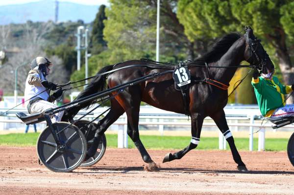 Photo de GREAT OF MADRIK cheval de TROT ATTELE