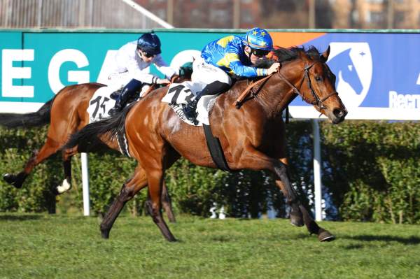 Photo de MINO GALESTE cheval de PLAT