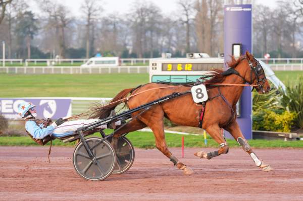 Photo de KINGMAN DELO cheval de TROT ATTELE