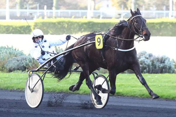 Photo de JUMBY BAY cheval de TROT ATTELE