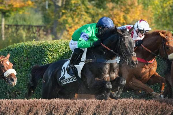 Photo de RISK OF LOVE cheval de HAIES