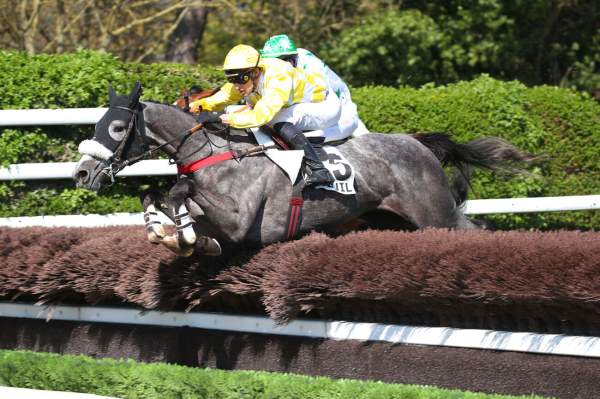 Photo de MELISSE DU MATHAN cheval de STEEPLE CHASE