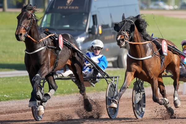 Photo de LONDON RECALL cheval de TROT ATTELE