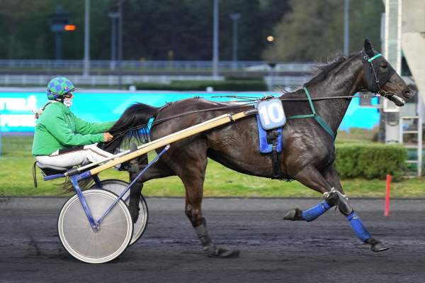 Photo de HORACE DU VIVIER cheval de TROT ATTELE