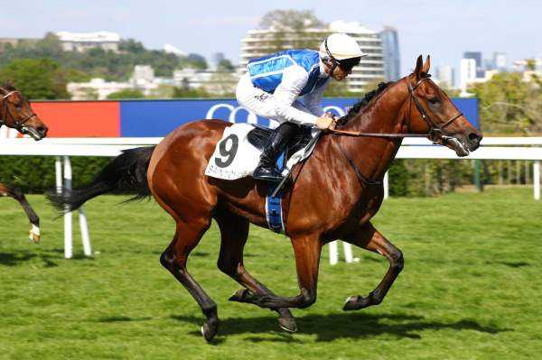 Photo de ORACLE cheval de PLAT