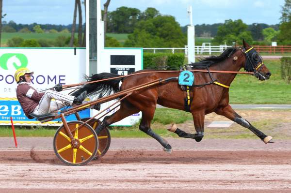 Photo de LIBRIO BELLO cheval de TROT ATTELE