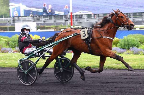 Photo de CARL HALBAK cheval de TROT ATTELE