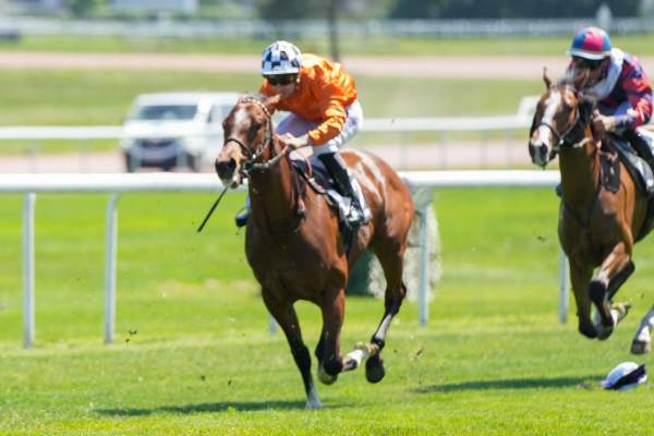 Photo de VIDEO GAMES cheval de PLAT