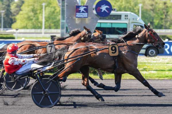 Photo de JAVA DU CHERISAY cheval de TROT ATTELE