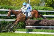 La photo de Robin Hill arrivée Quinté+ pmu Prix de Pau à Auteuil