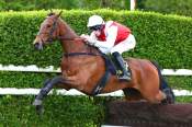 La photo de Neverchangedoctor arrivée pmu Prix Miror (L) à Compiègne