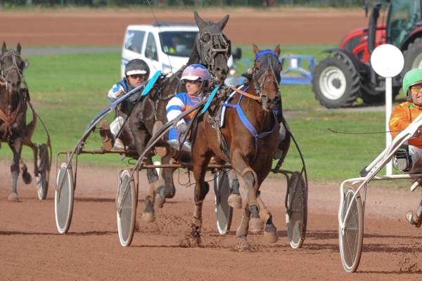 Photo de JOLAN BOY cheval de TROT ATTELE