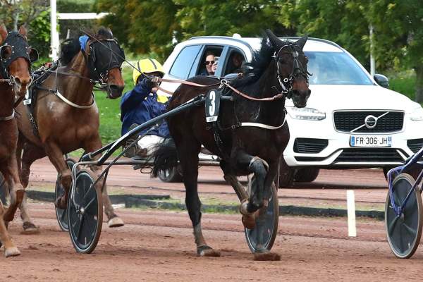 Photo de JUNIOR STEED cheval de TROT ATTELE