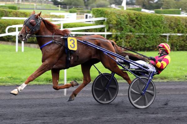 Photo de KERMES cheval de TROT ATTELE