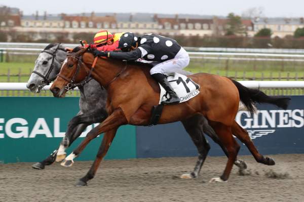 Photo de WINDBURN cheval de PLAT