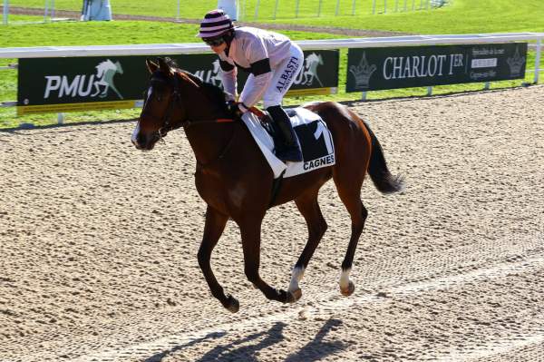 Photo de CEDRUS cheval de PLAT