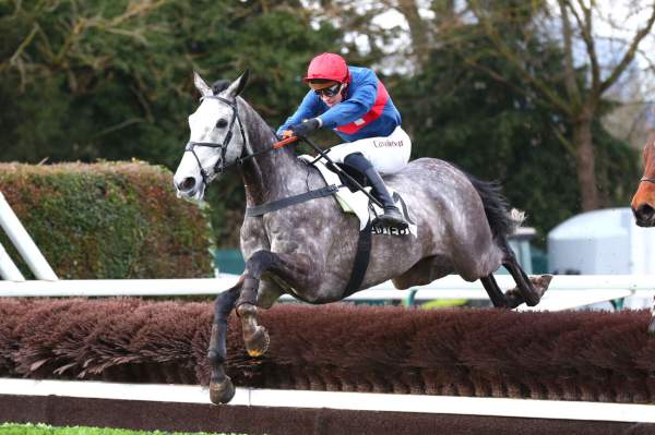 Photo de SWEATING BULLETS cheval de STEEPLE CHASE