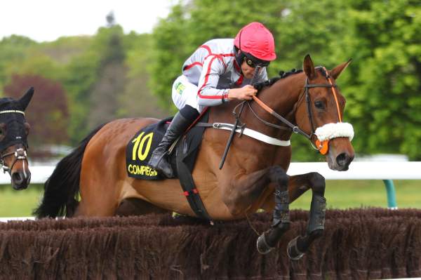 Photo de MAJESTIKA cheval de STEEPLE CHASE