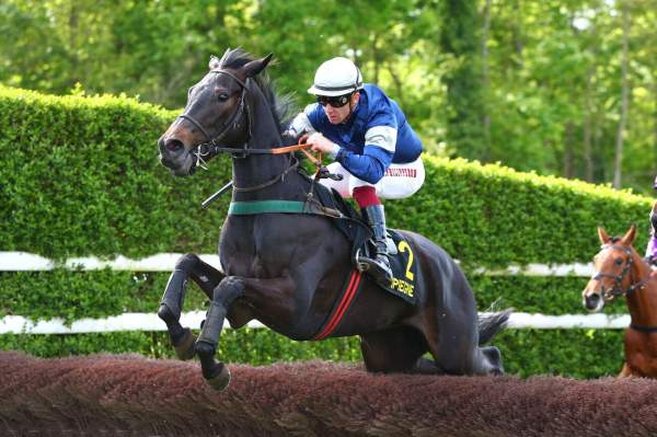 Photo de MORRA cheval de STEEPLE CHASE