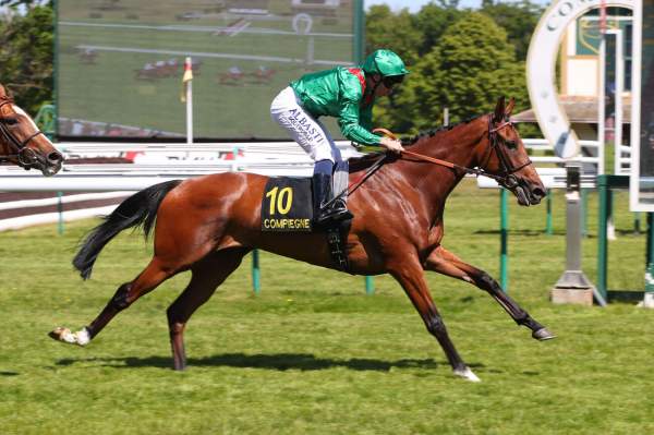 La photo de Calamandra 