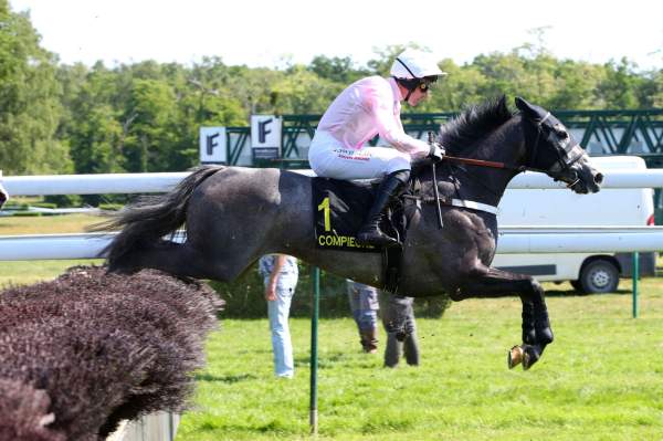 Photo de LEWIS GREY cheval de HAIES