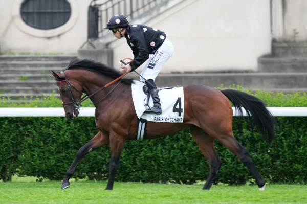 Photo de PRECIOSO cheval de PLAT