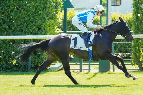 Photo de NO TUNE cheval de PLAT
