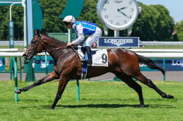 Photo de SINILEO cheval de PLAT