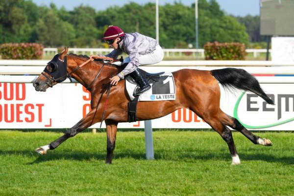 Photo de AD DEBEL cheval de PLAT