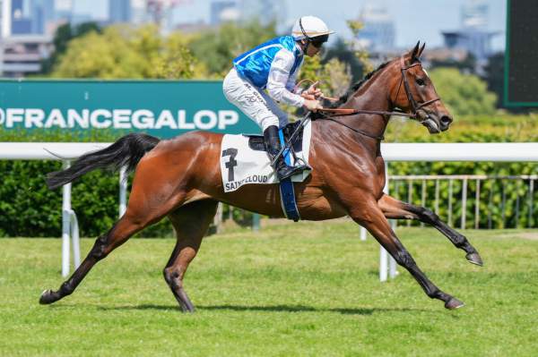 Photo de CONTORSION cheval de PLAT