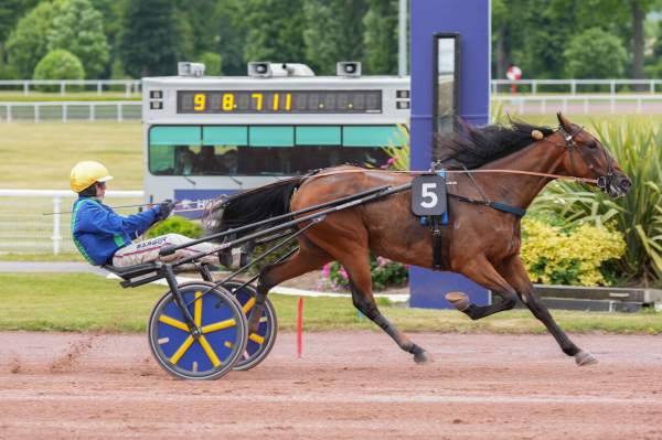 Photo de MABELLISSIME cheval de TROT ATTELE