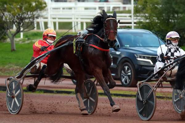 Photo de JAVANAISE TURGOT cheval de TROT ATTELE