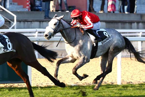 Photo de KALIFE ALAPLACE cheval de PLAT